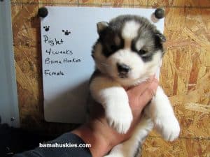 grey and white husky puppy for sale