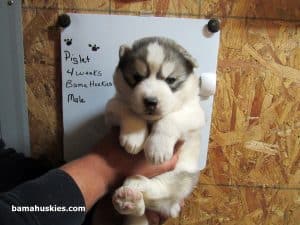 grey and white husky puppy for sale