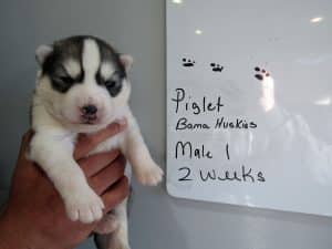 Diluted black and white husky puppy