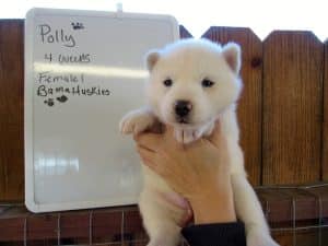 white husky puppies for sale