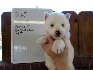 white husky puppies for sale
