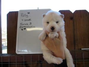 white husky puppies for sale