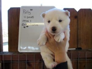 white husky puppies for sale