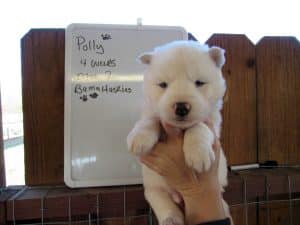 white husky puppies for sale