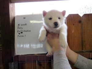 white husky puppy for sale