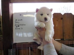 white husky puppy for sale