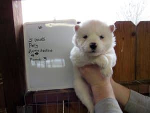 white husky puppy for sale
