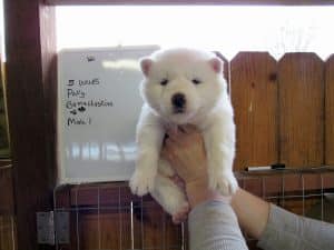 white husky puppy for sale