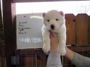 white husky puppy for sale