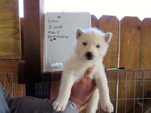 white husky puppy