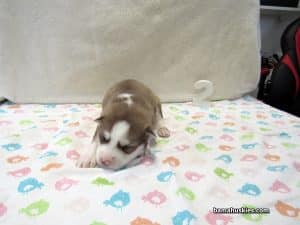 red and white husky puppy for sale