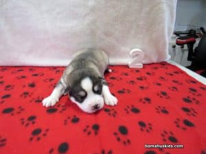 grey and white husky puppy for sale