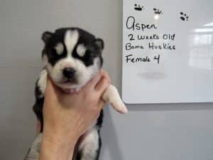 black and white husky puppy for sale