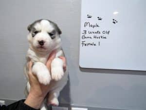 grey and white husky puppy