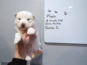 white husky puppy for sale
