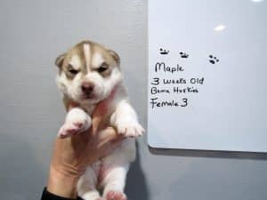 red and white husky puppy for sale