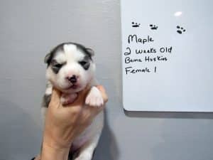 grey and white husky puppy