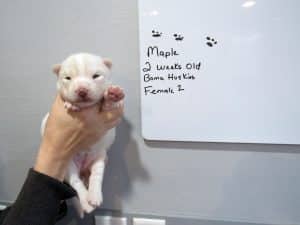 White husky puppy