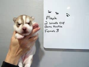 red and white husky puppy
