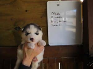 grey and white husky puppy for sale