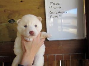 white husky puppy for sale