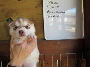 red husky puppy for sale