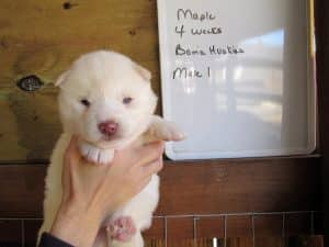 white husky puppy for sale