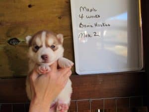 red husky puppy for sale