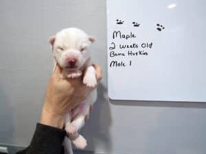 White husky puppy