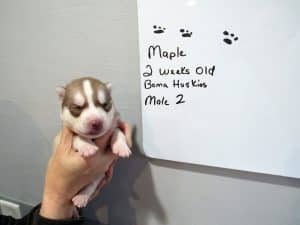 red and white husky puppy
