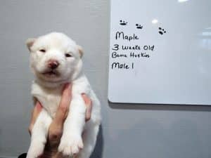 white husky puppy for sale