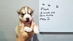 red and white husky puppy for sale