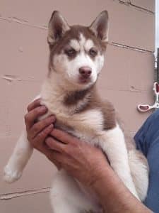 red and white husky puppy