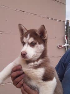 red and white husky puppy