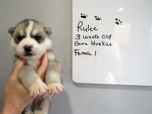 grey and white husky puppy for sale