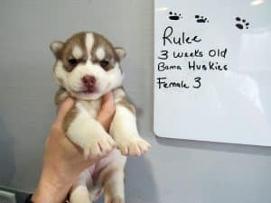 red and white husky puppies for sale