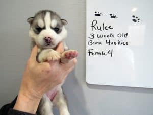 grey and white husky puppy for sale