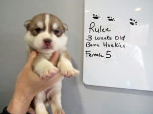 red and white husky puppies for sale