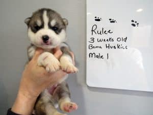grey and white husky puppy for sale