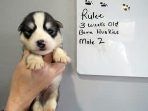 grey and white husky puppy for sale