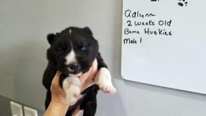 Agouti husky puppy for sale