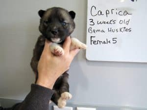 Agouti female husky puppy