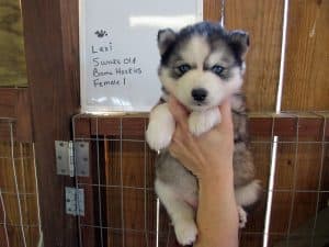 Siberian husky puppy for sale