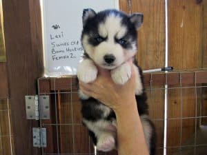  husky puppy for sale
