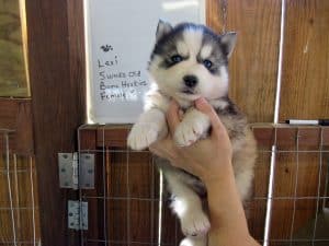  husky puppy for sale