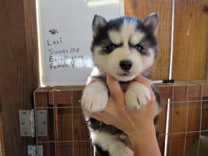  husky puppy for sale