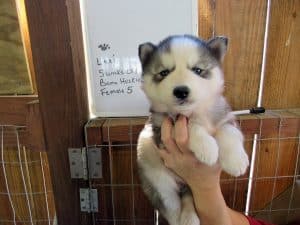  husky puppy for sale