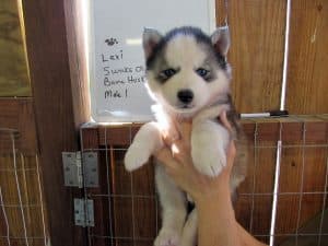  husky puppy for sale