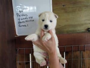 White husky puppy for sale