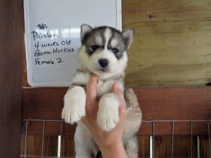 grey and white husky puppy for sale